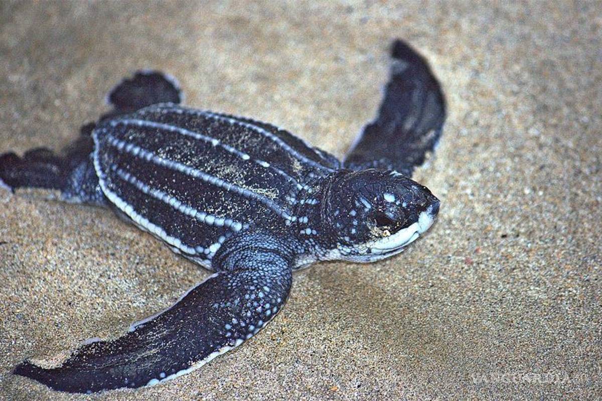 Encuentran primer nido del año de la tortuga marina tinglar