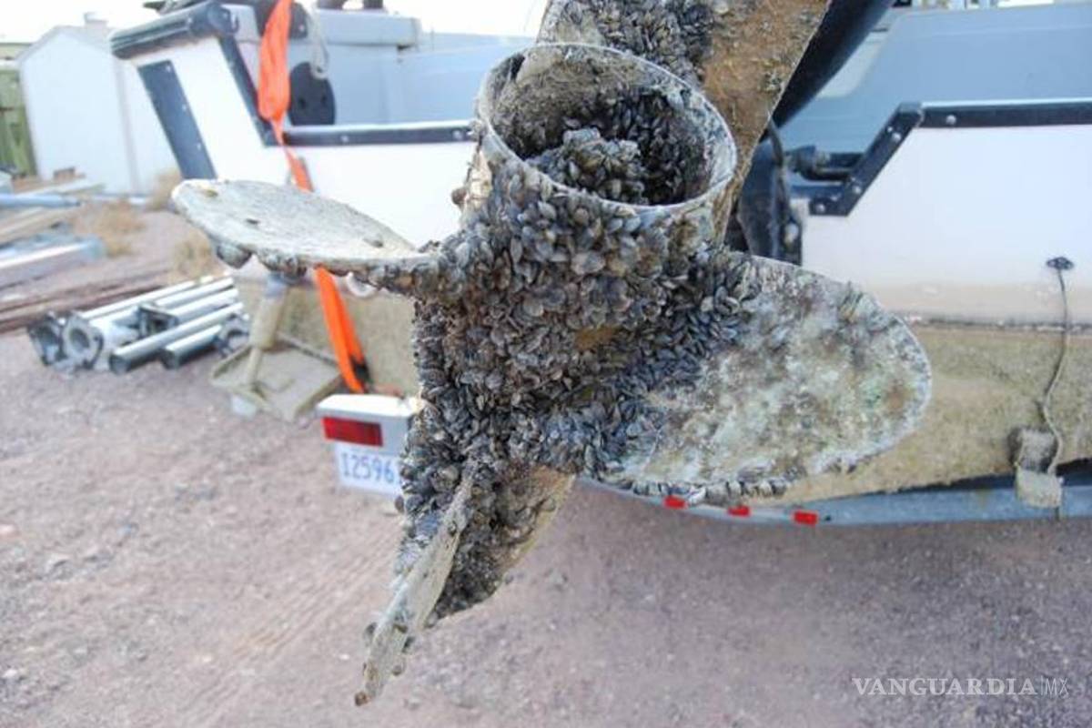 Amenazan aguas del Golfo de México especies exóticas e invasoras