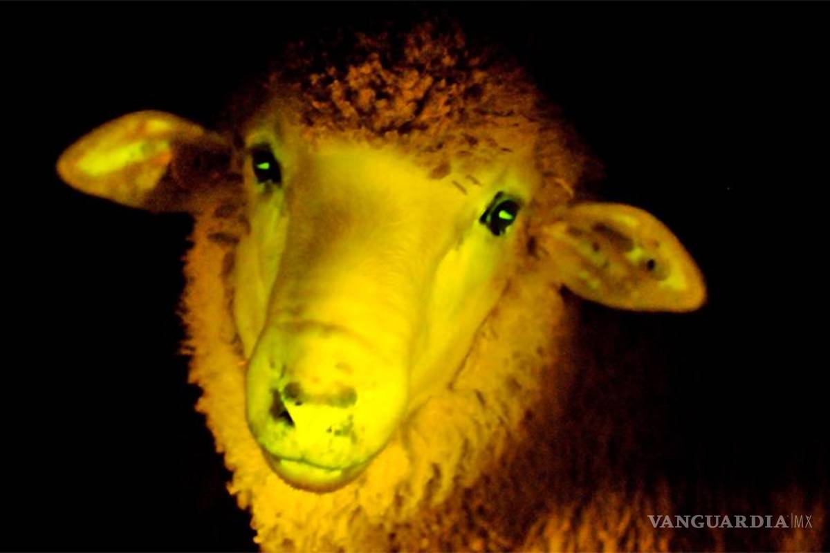 Científicos uruguayos crean las primeras ovejas fluorescentes