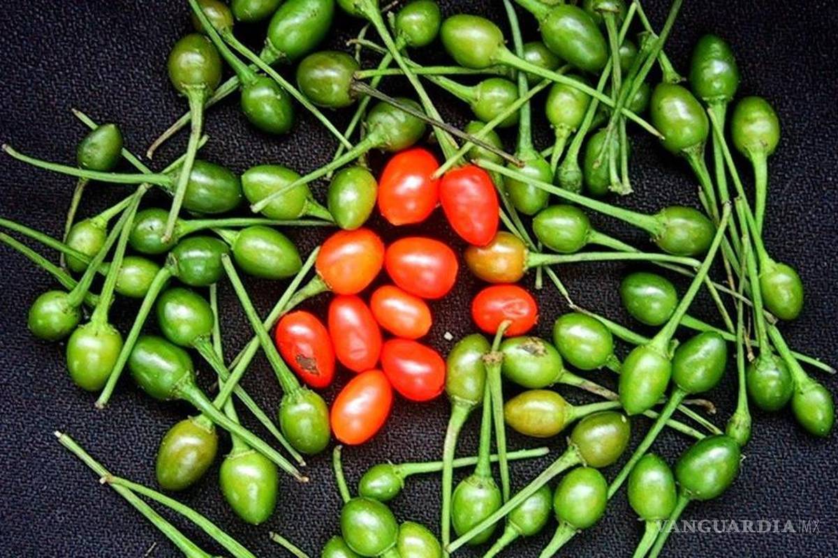 El chile piquín es "pariente cercano" del jitomate y la papa