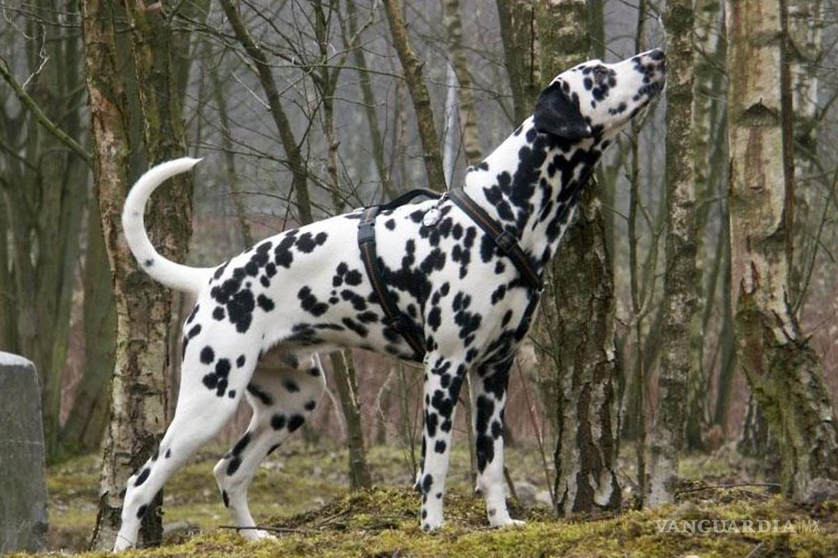 Peligra hogar de los 101 dálmatas reales de Chile