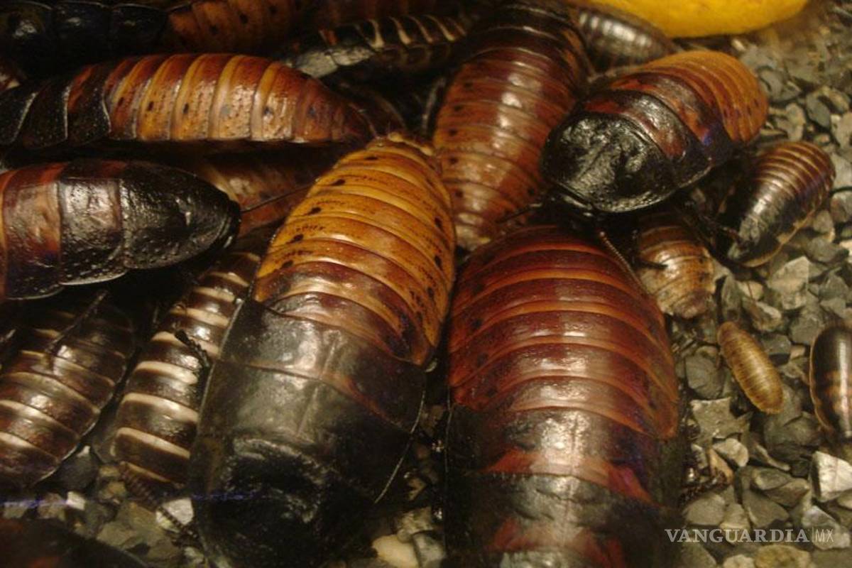 Escaparon más de un millón de cucarachas de un criadero chino