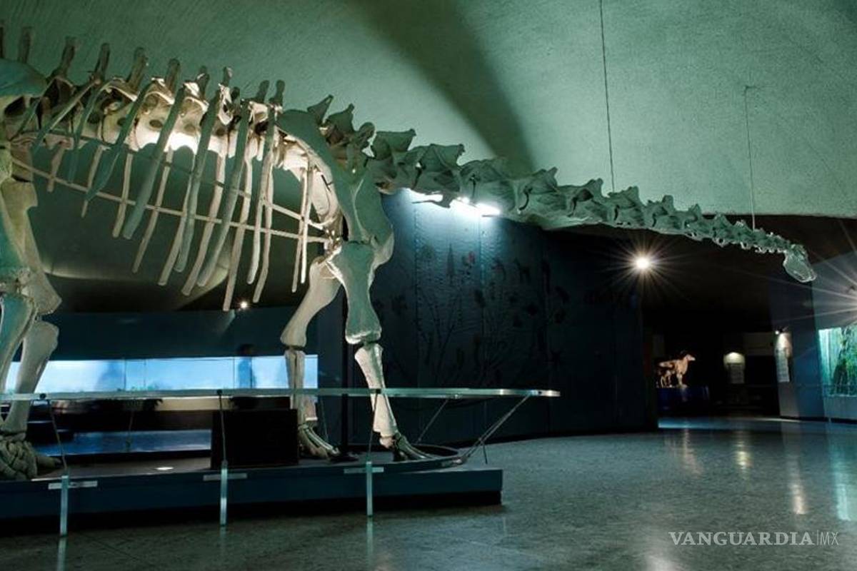 Astronomía se apodera del Museo de Historia Natural