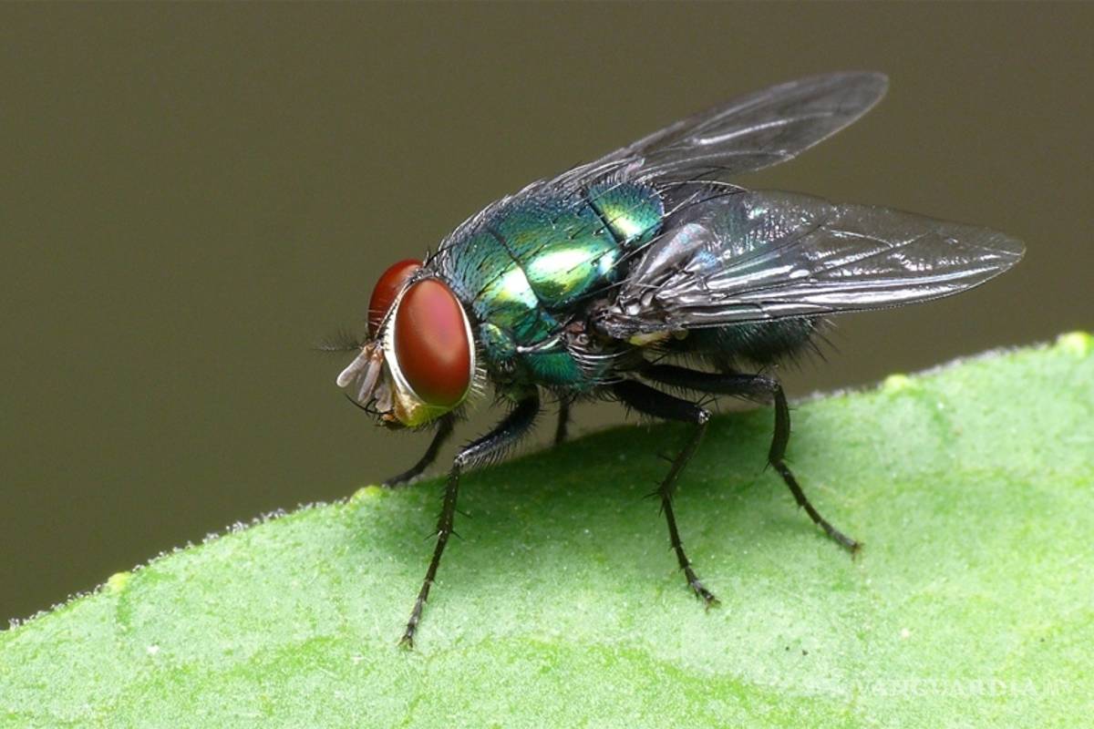 Patentan vacuna contra miasis causada por la 'mosca de la muerte'