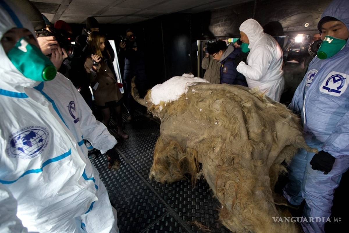 Exhiben en Moscú cadáver conservado de mamut