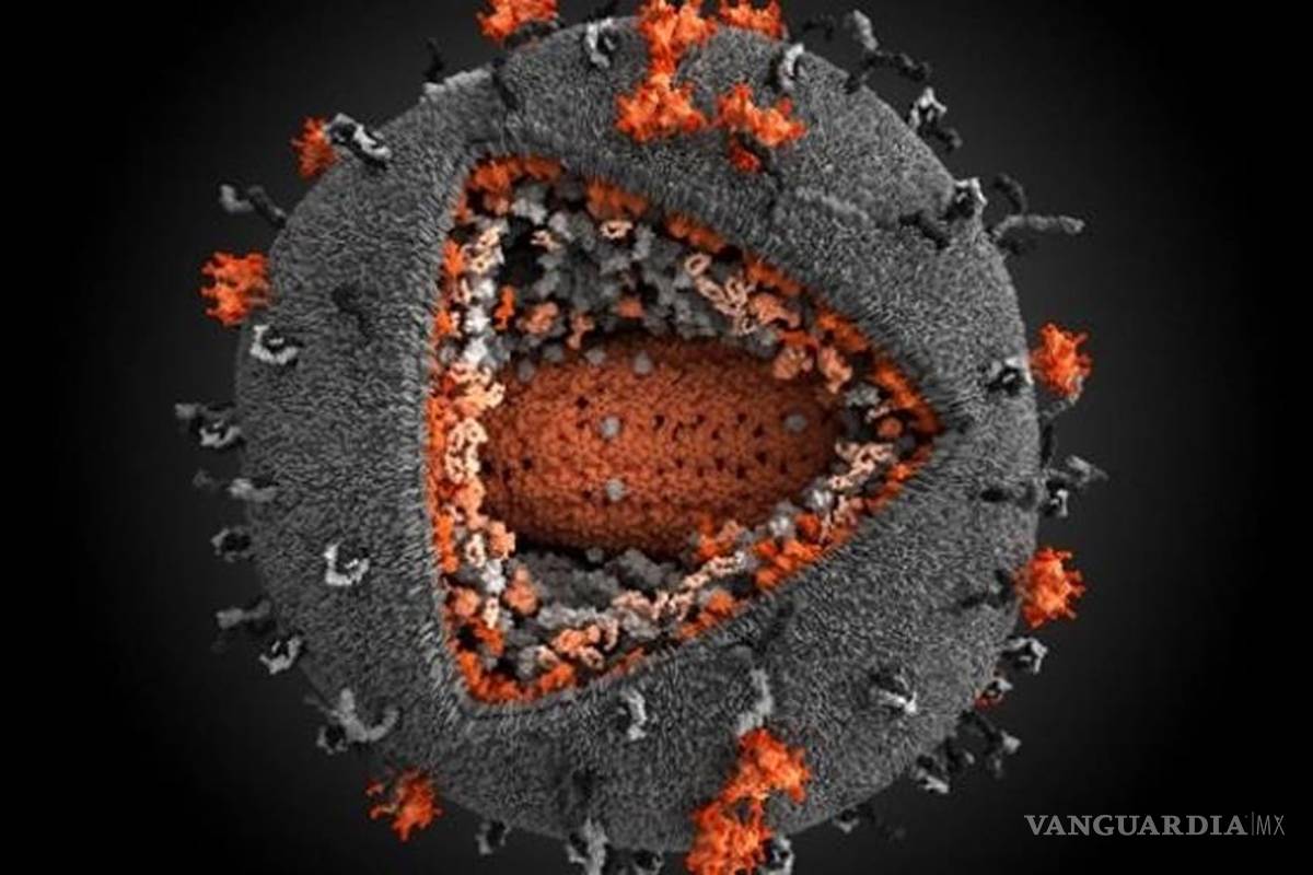 Científicos, cerca de hallar las células &quot;refugio&quot; del VIH