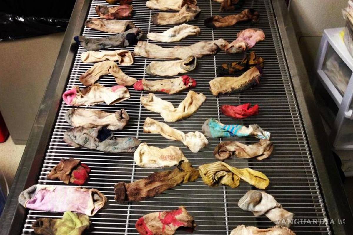 Encuentran 43 calcetines en el estómago de un Gran Danés