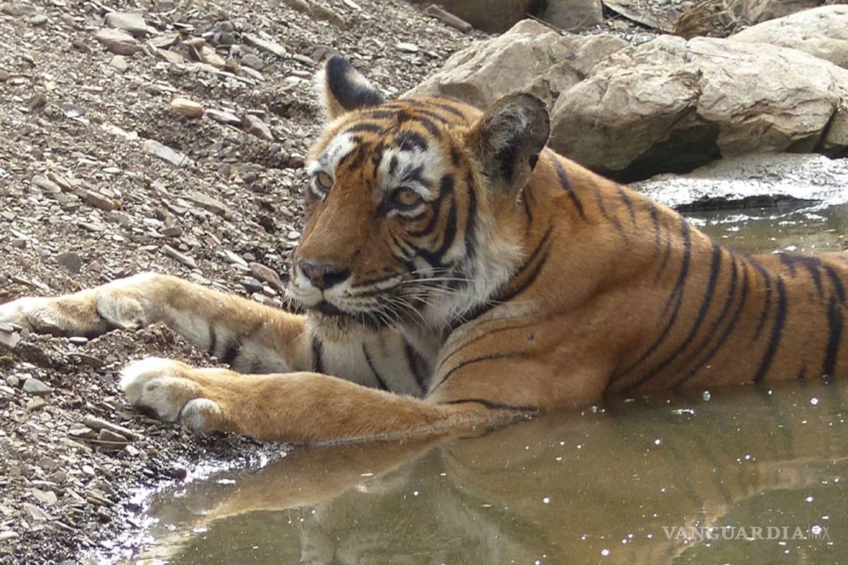 El tigre de Bengala recupera su esplendor