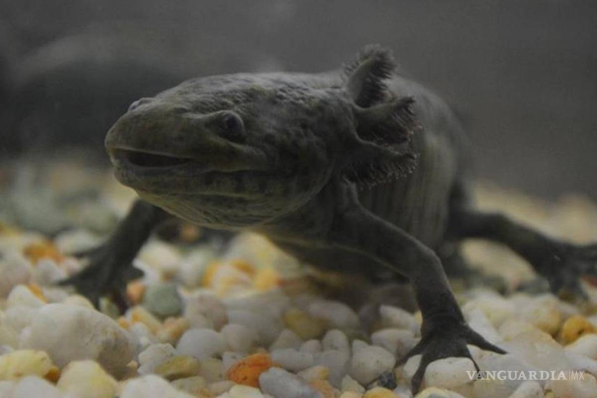 En el ajolote estaría la clave de la regeneración