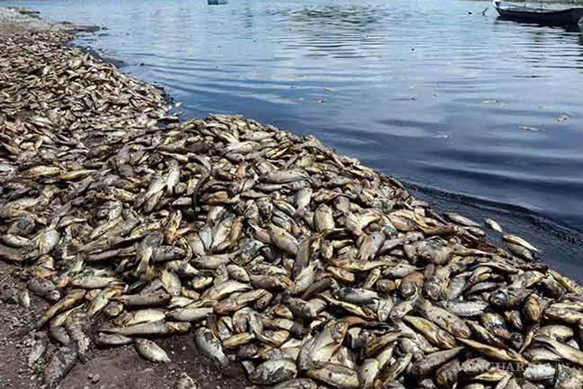 Mueren cientos de miles de peces en presa de Jalisco