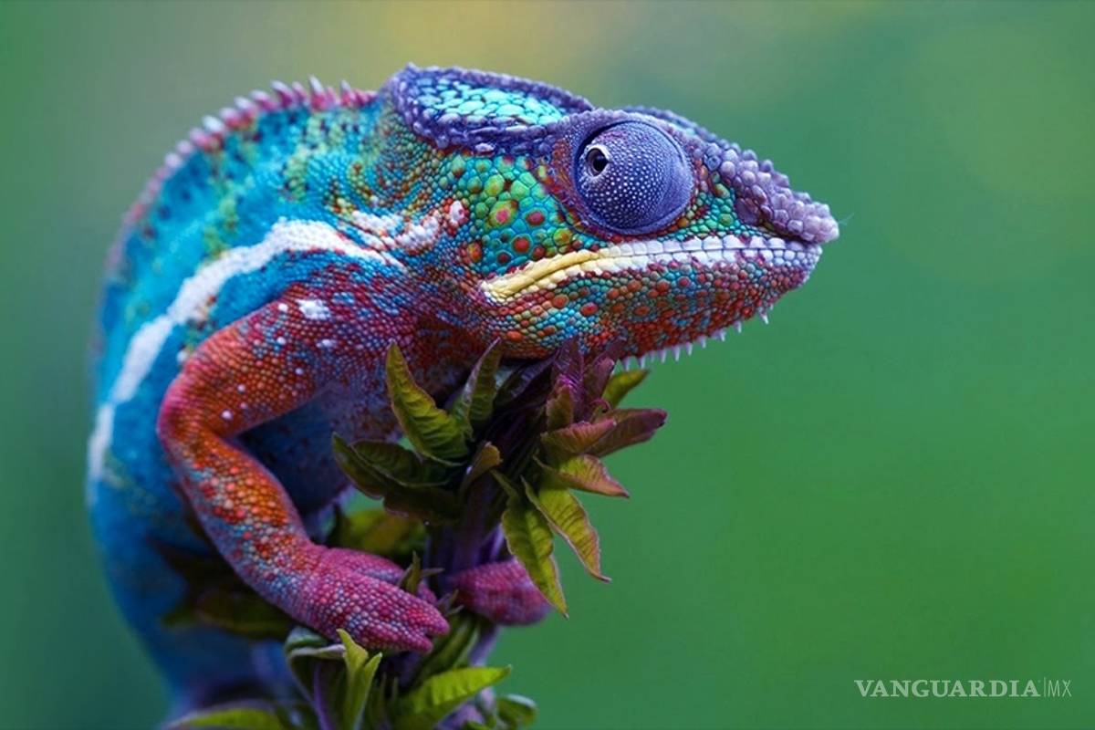 Qué hacen los camaleones para cambiar de color