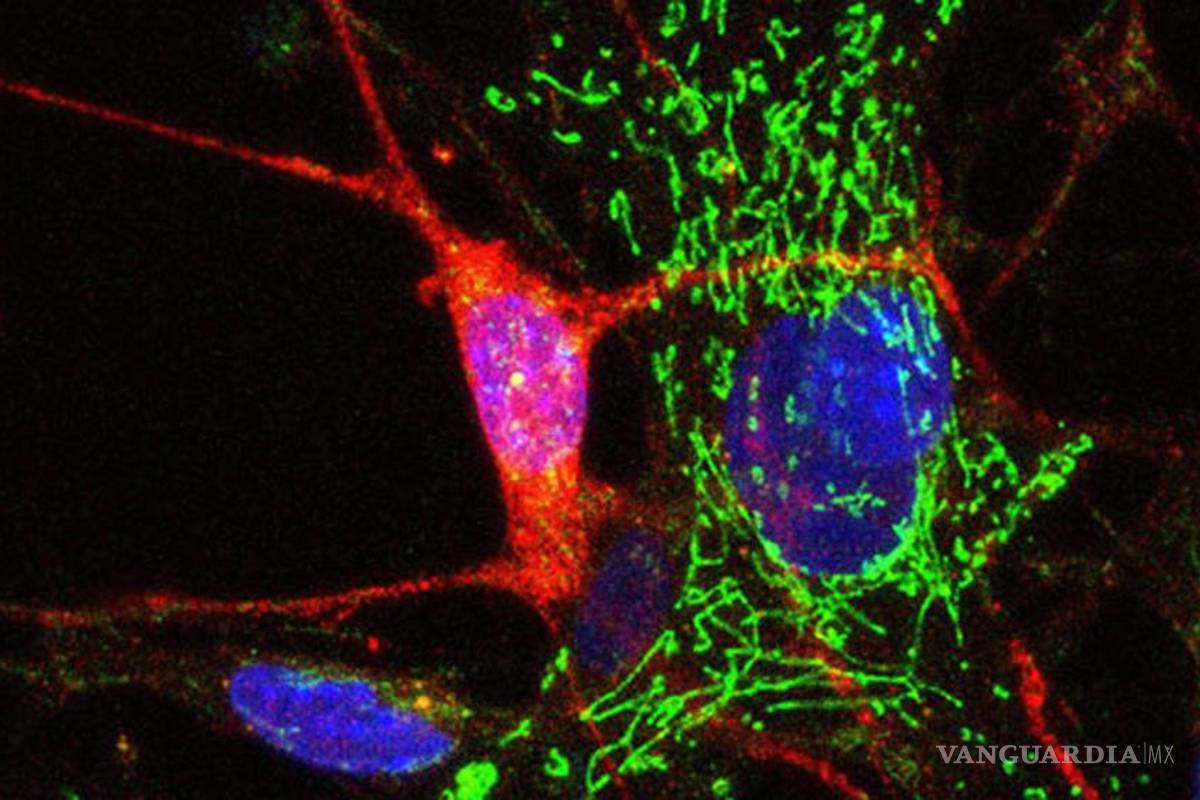 Trasplante de células curará lesiones de médula
