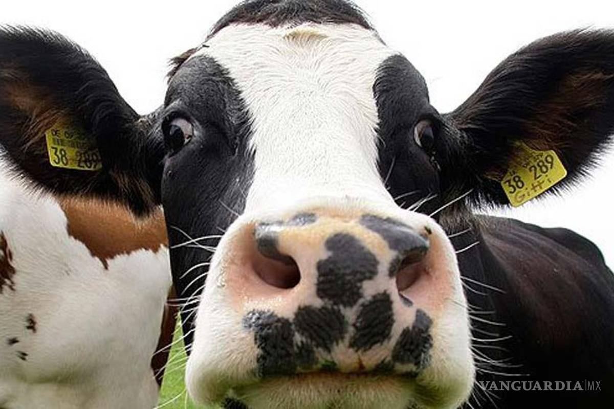 UNAM desarrolla compuesto inyectable contra enfermedad que afecta vacas y ovejas