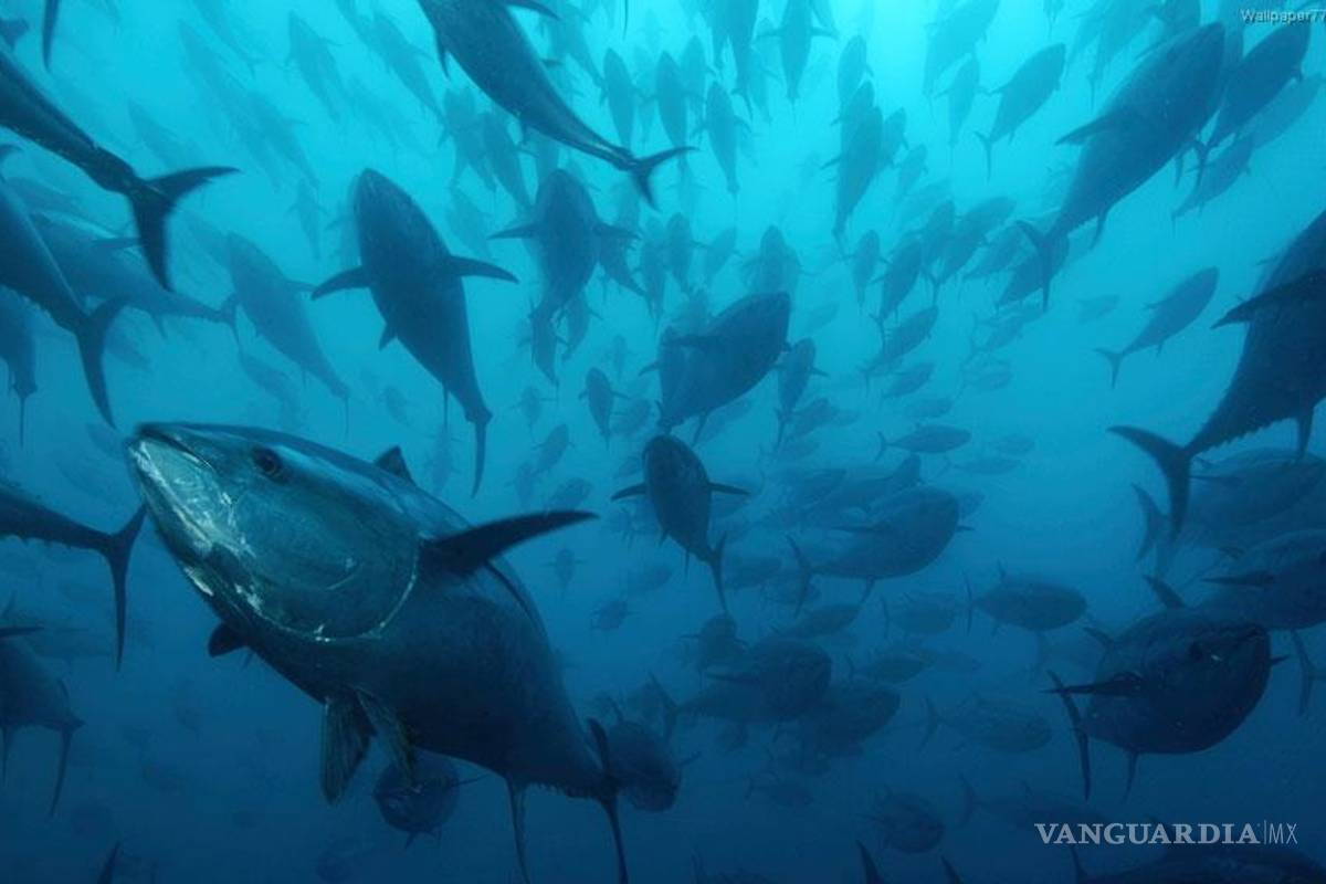 Comer atún reduce a la mitad el riesgo de padecer artritis: estudio
