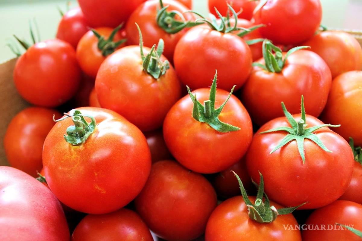México, principal exportador de tomate en el mundo: Firco