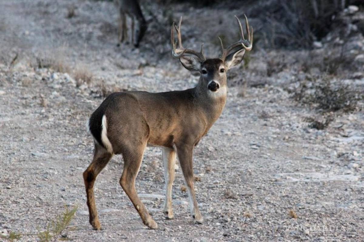 Inicia temporada de caza de venado ‘cola blanca’ en Coahuila