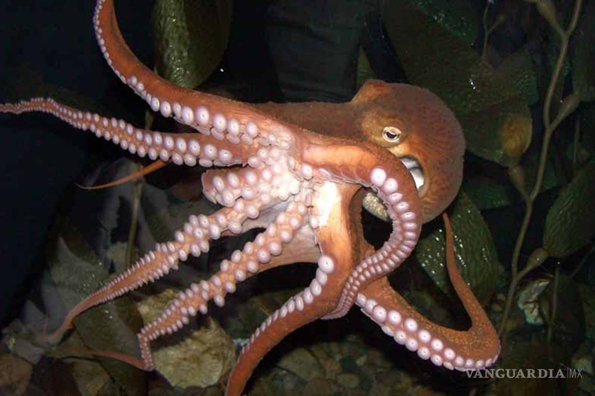 El pulpo, un genoma de ocho patas y mucho nervio