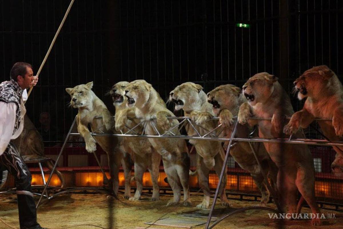 Culiacán niega permisos a circos con animales