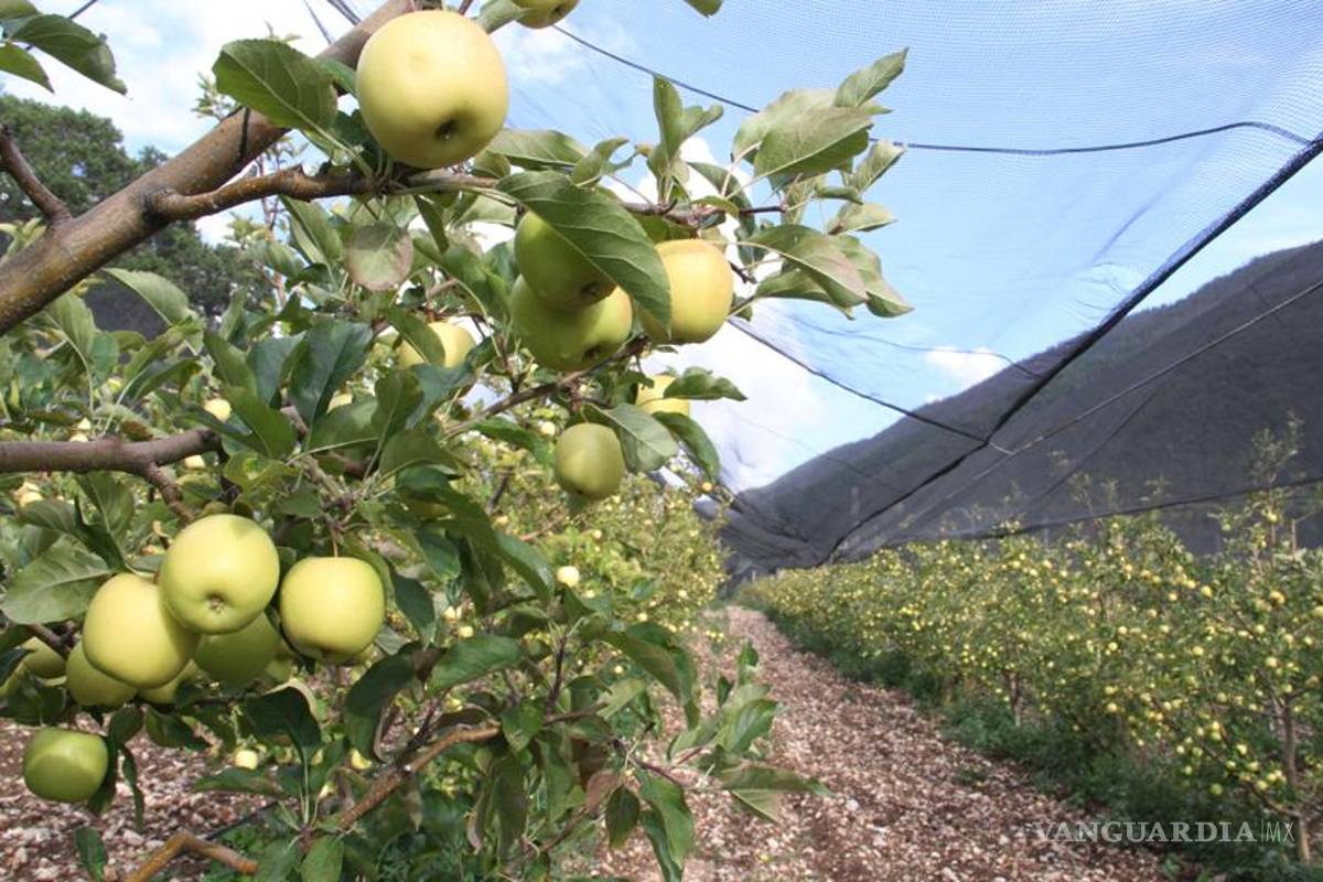 Beneficia nevada a los manzaneros