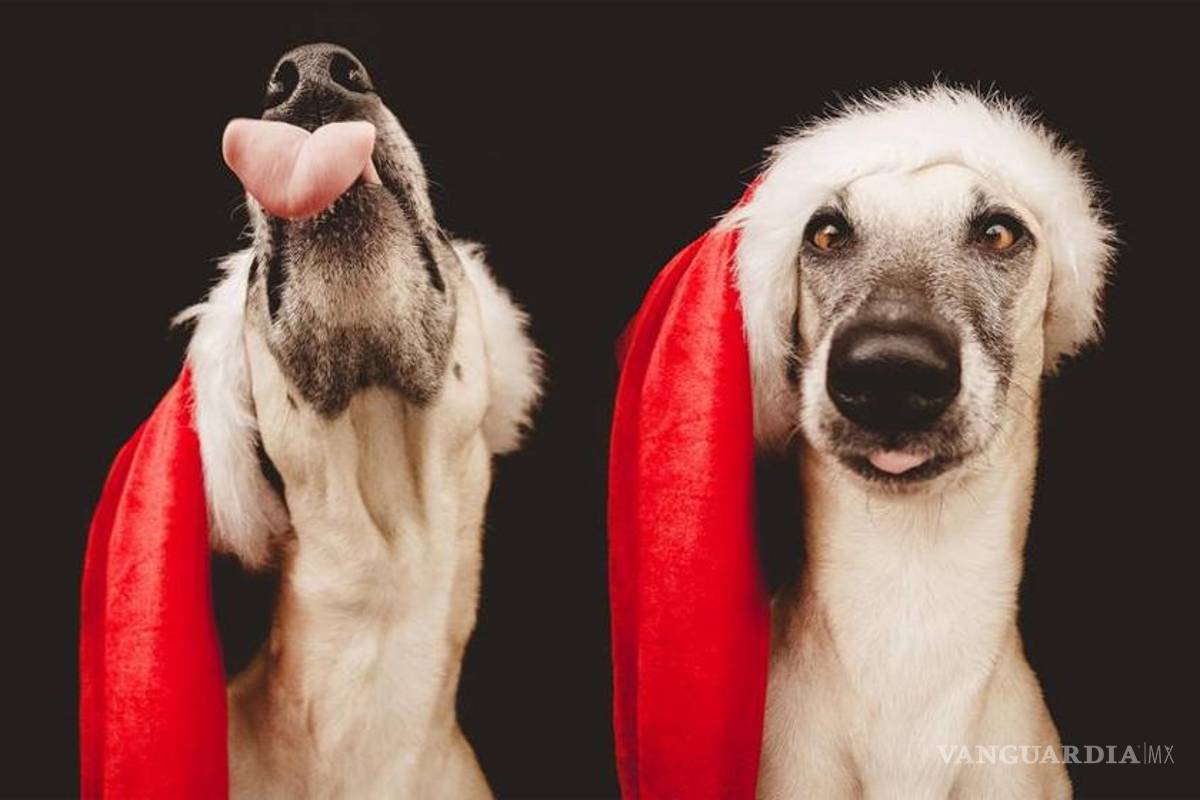 Fotógrafa capta la &quot;expresividad&quot; canina