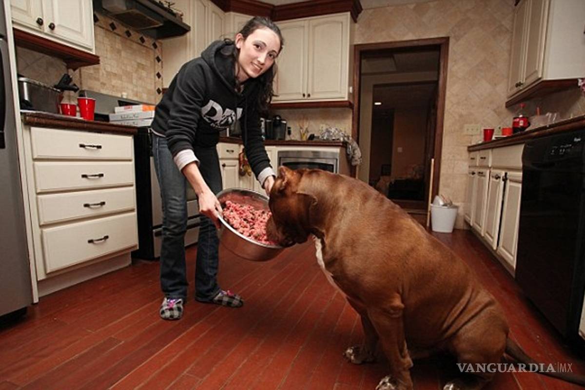 Hulk, el pit bull más grande del mundo, pesa 79 kilos y cuida bebés