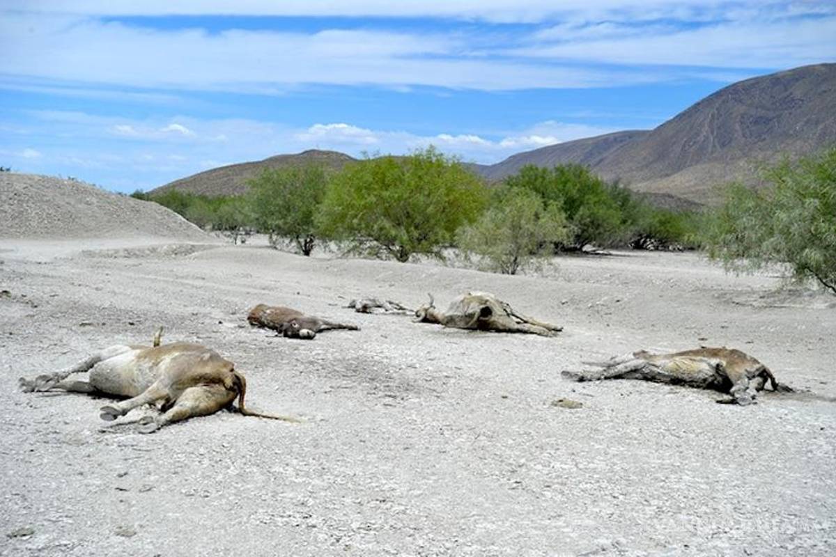 Serio y grave, el problema de sequía en La Laguna