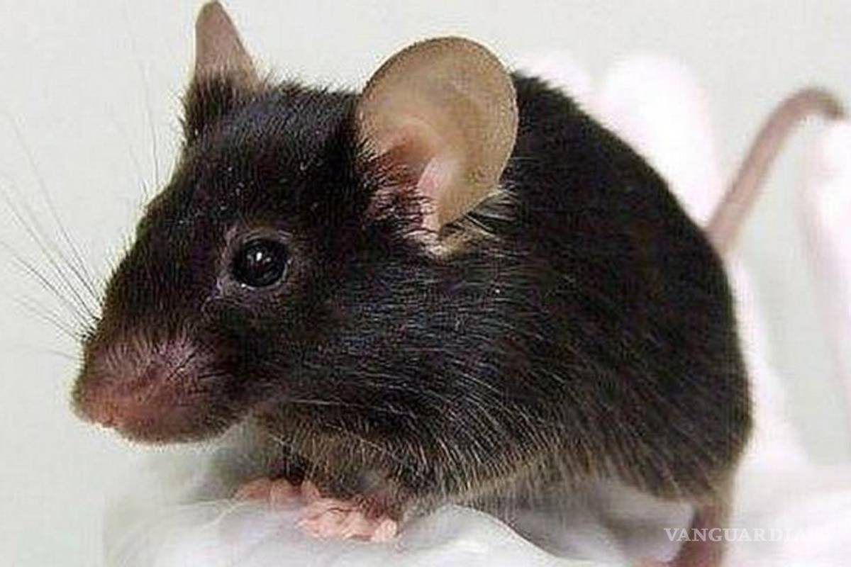 Vuelo entre Madrid y Doha es retrasado por un ratón