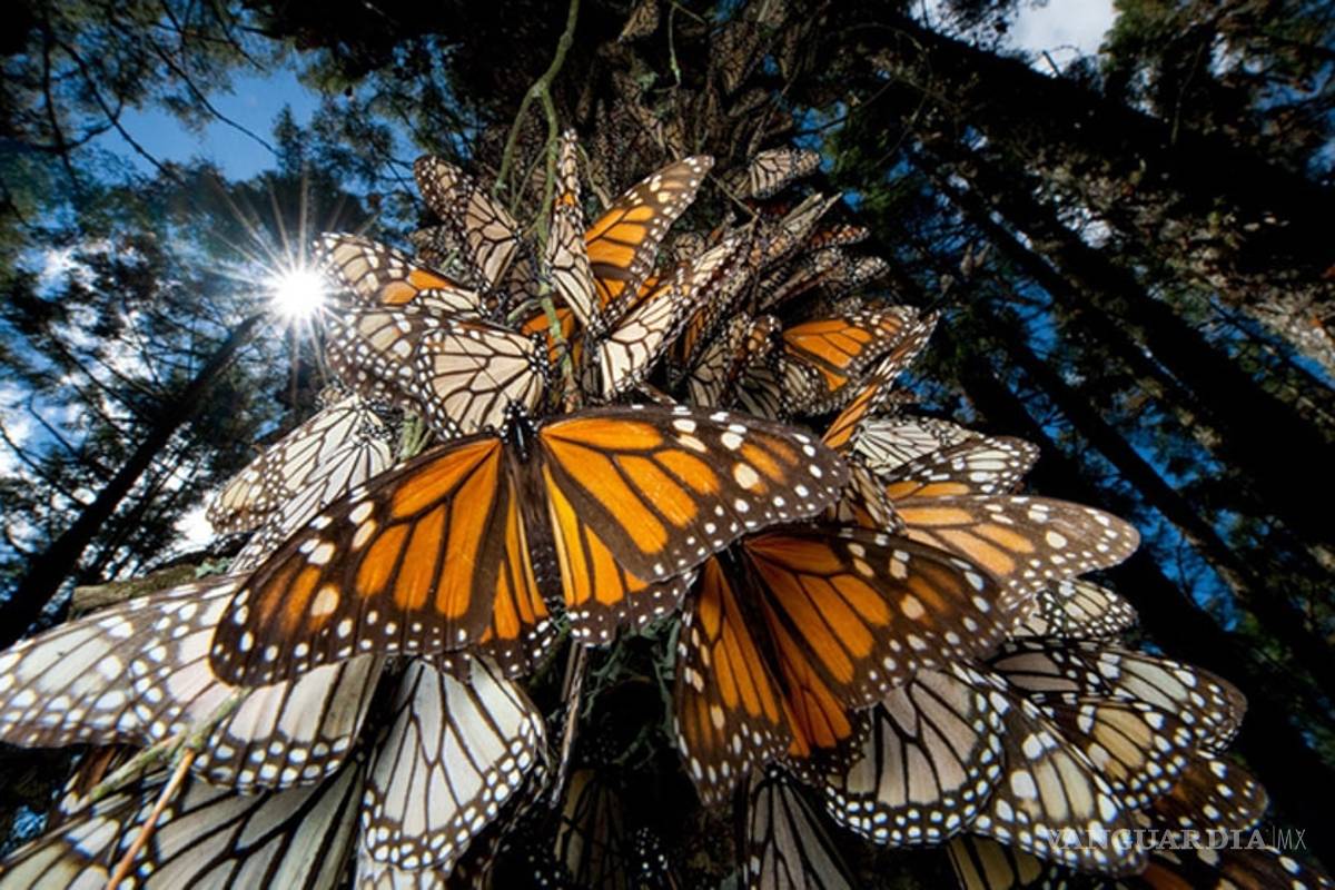 Mariposa monarca también se reproduce en México