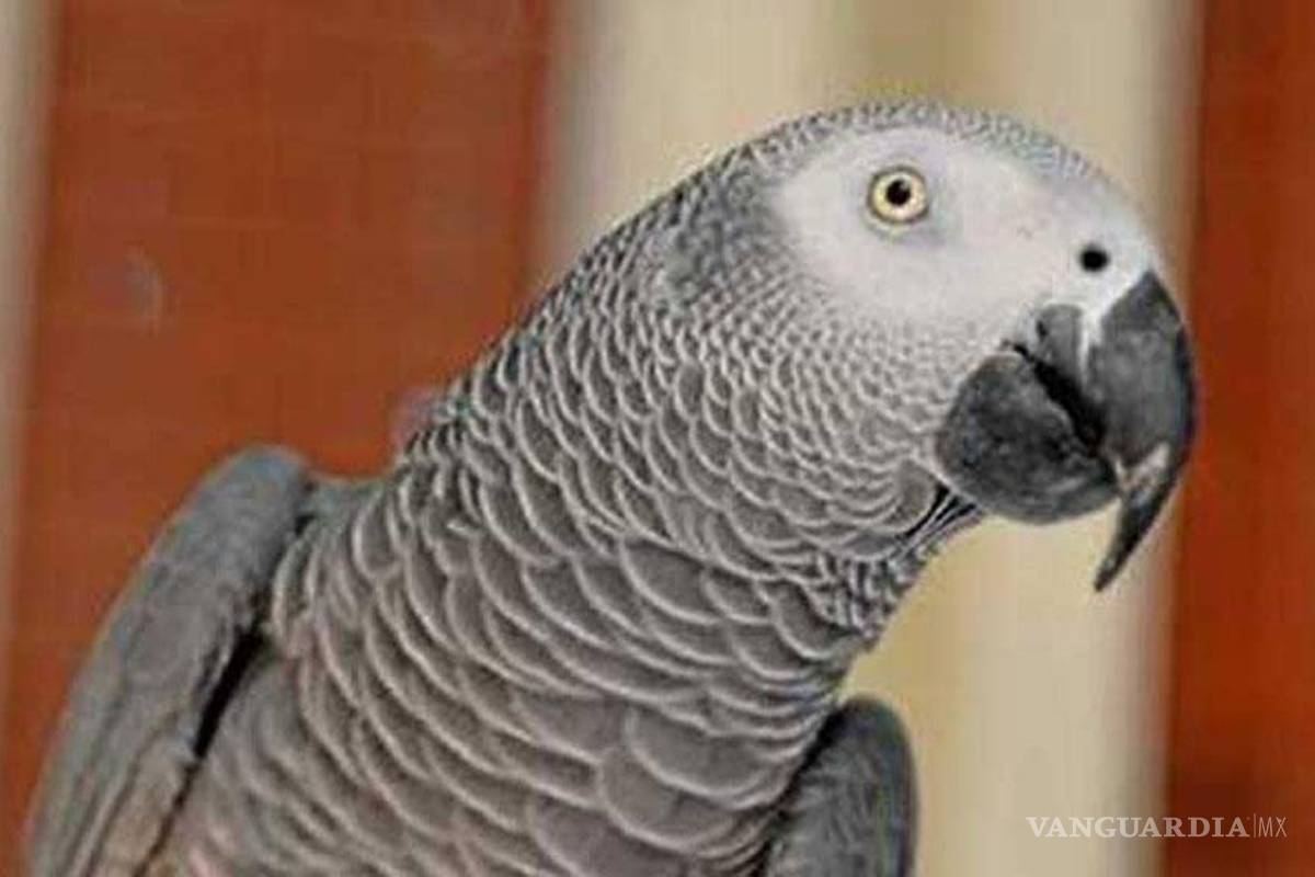 Un loro declara ante la policía india