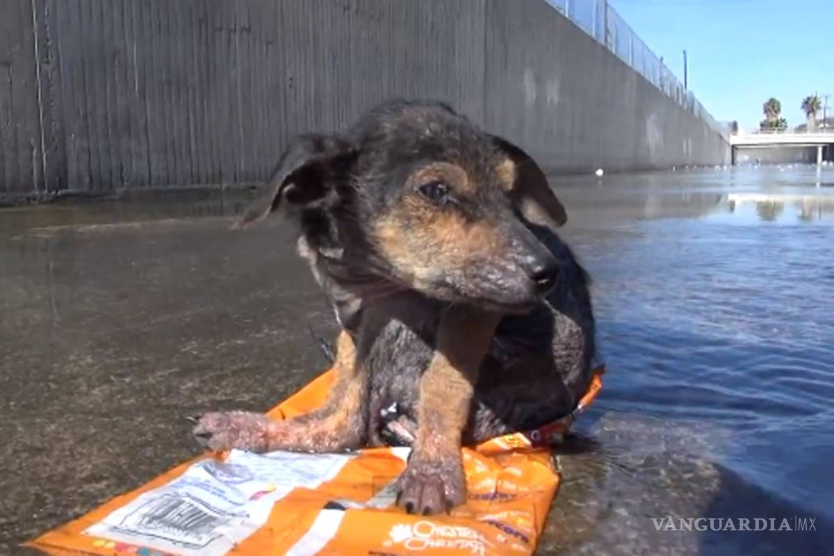 No más ladridos: ahora los perros se comunican por medio de un dispositivo