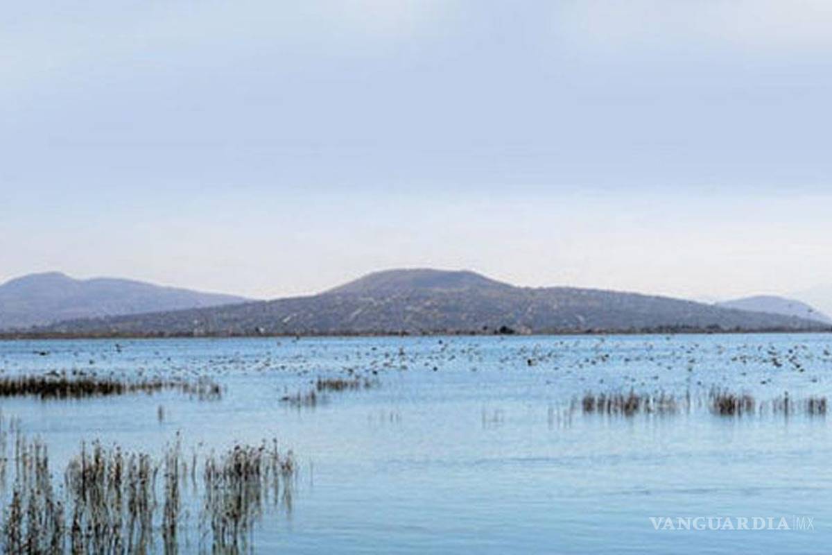 En peligro 150 especies de aves del lago de Texcoco