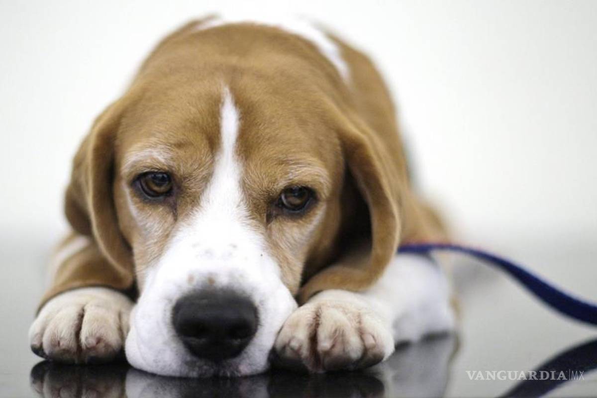 Activistas rescatan 200 perros usados en laboratorio Royal