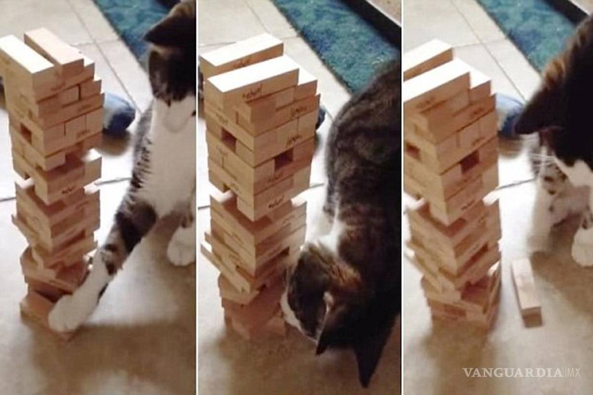 Moe, el gato que sabe jugar Jenga (video)