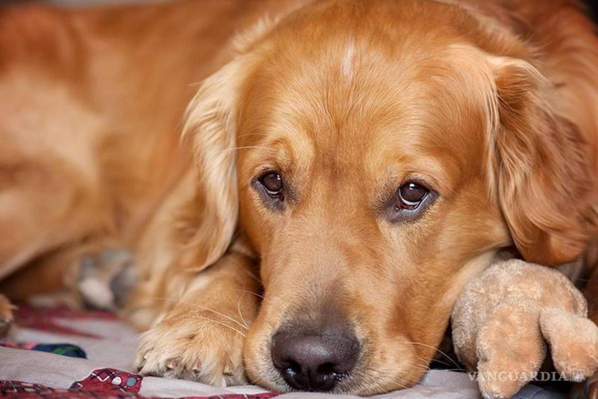 Hallan tratamiento que podría curar parvovirus