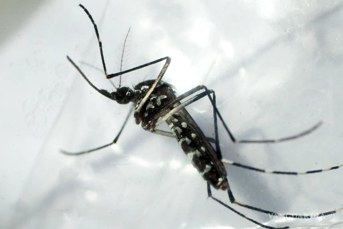 Esperma de los mosquitos tiene &quot;sentido del olfato&quot;