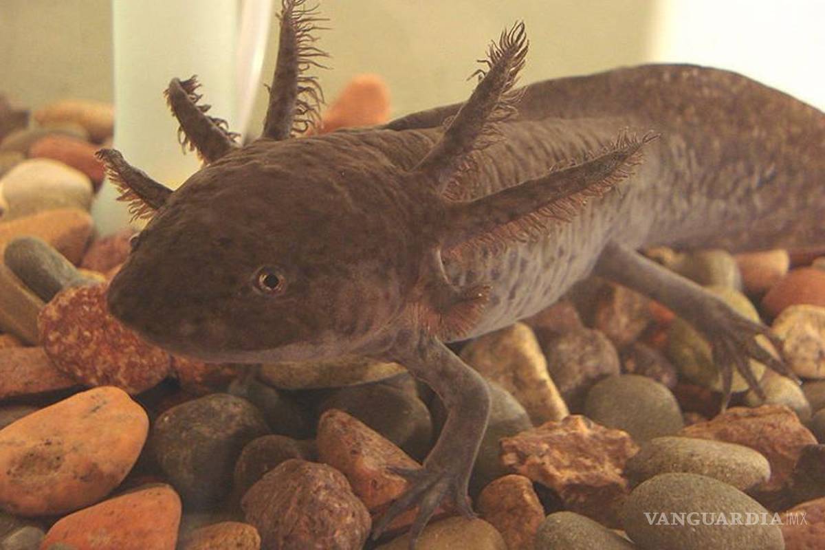 Ajolotes siguen en Xochimilco; los crían en cautiverio