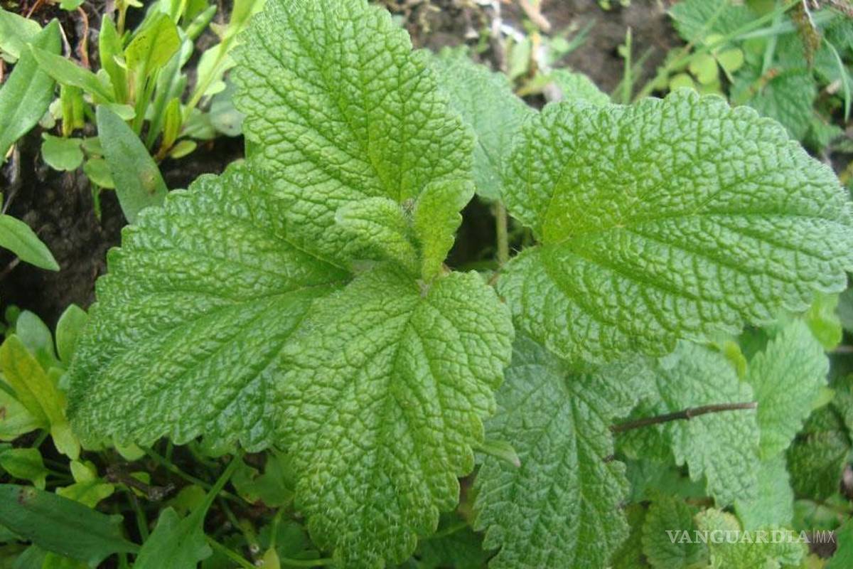 Identifican sustancias antidepresivas en la tilia de hoja y toronjil