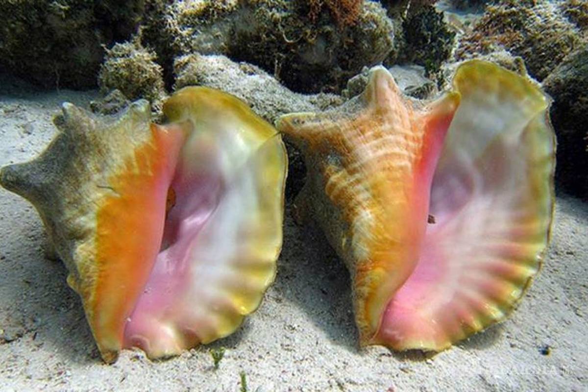 Utilizarán caracol rosa para estudiar el cambio climático