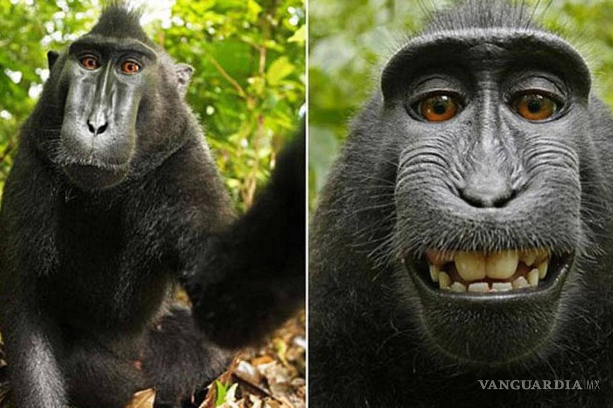 'Selfies' de mono meten en aprietos legales a Wikipedia