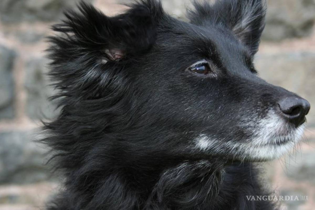 Juntan firmas para que Tuxtla Gutiérrez frene sacrificio de perros