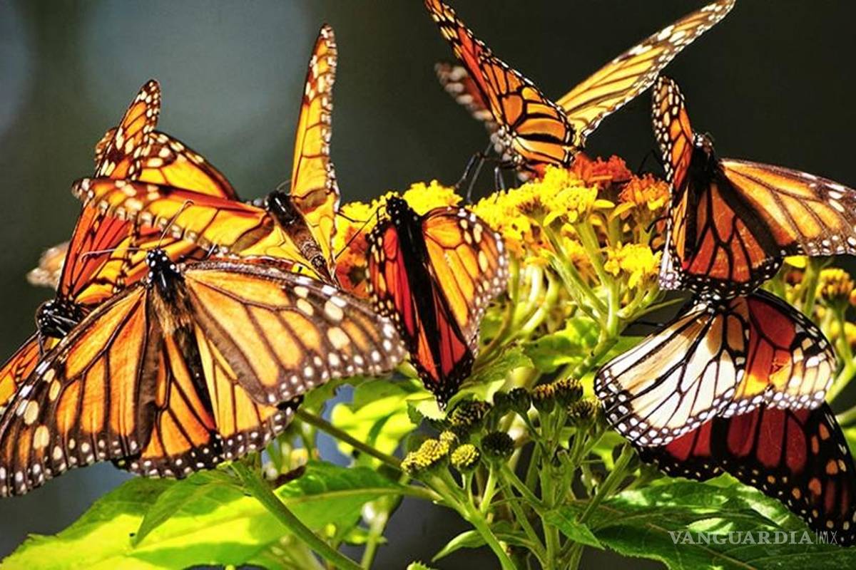 En riesgo, corazón de la reserva de mariposa monarca: Aridjis