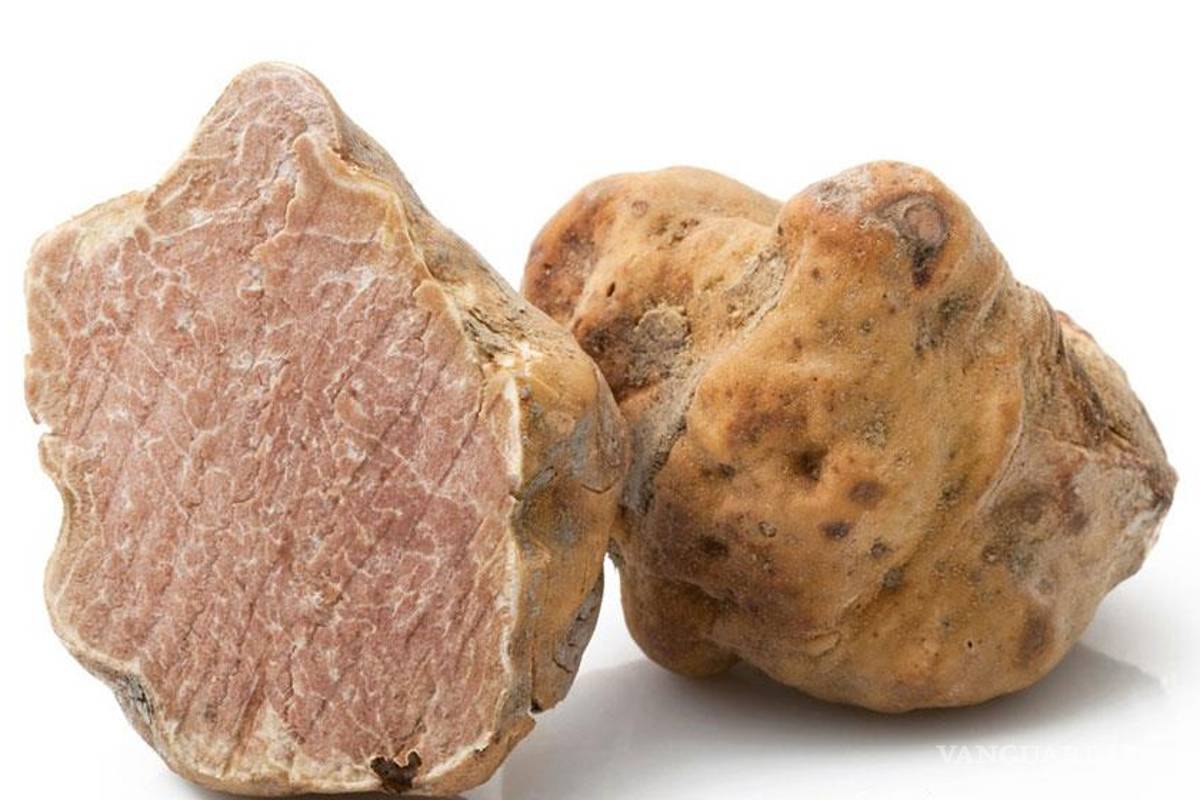 Hallan en Italia la que sería la mayor trufa blanca del mundo