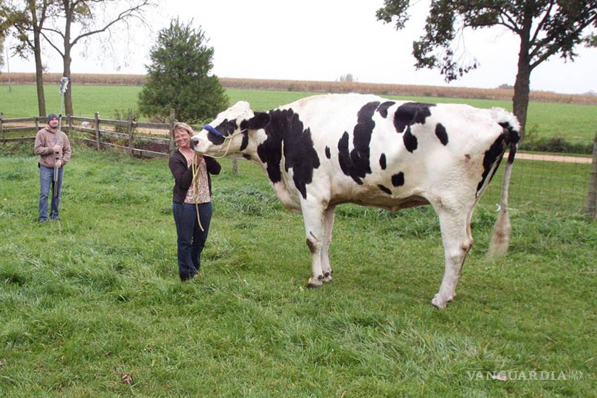 "Blosom", la vaca más alta del mundo