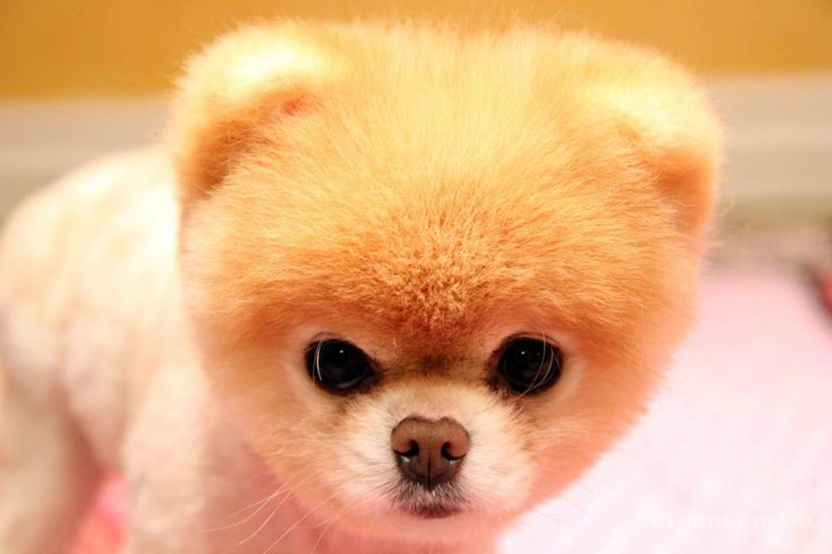 El increíble negocio tras un perro llamado Boo