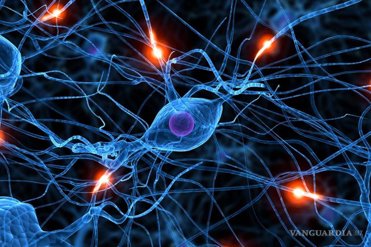 Recuperan recuerdos aplicando luz a las células del cerebro