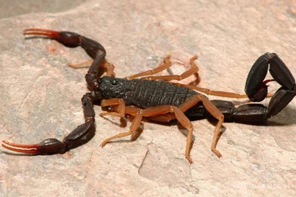 Consideran a México como líder mundial en antiveneno