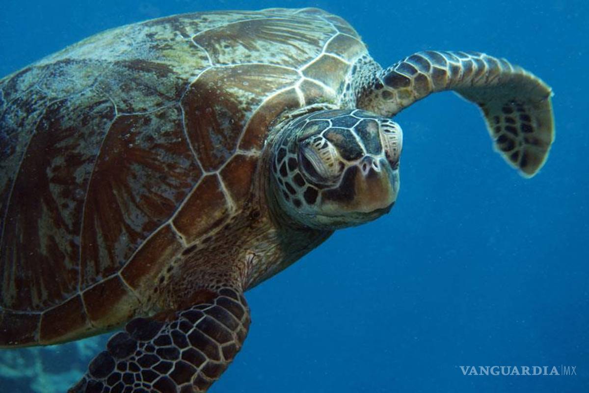 La Gran Barrera de Coral, belleza submarina