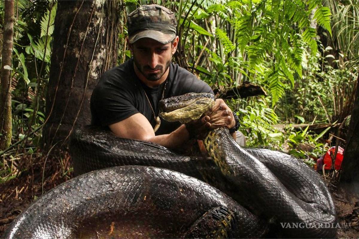 Fracasa hombre que se dejó devorar por anaconda; televidentes se burlan