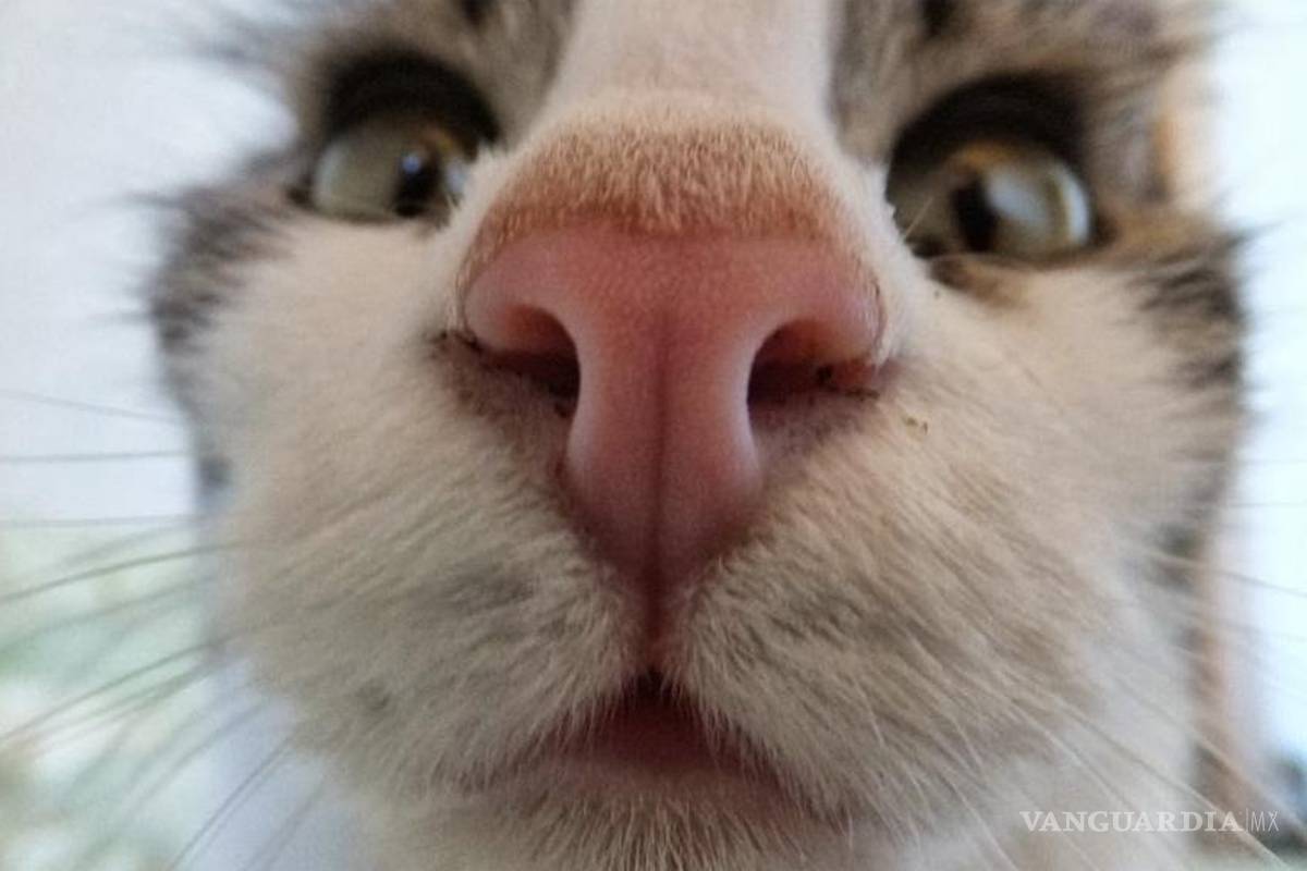 Contagio de tuberculosis de gatos a personas confirmó Inglaterra