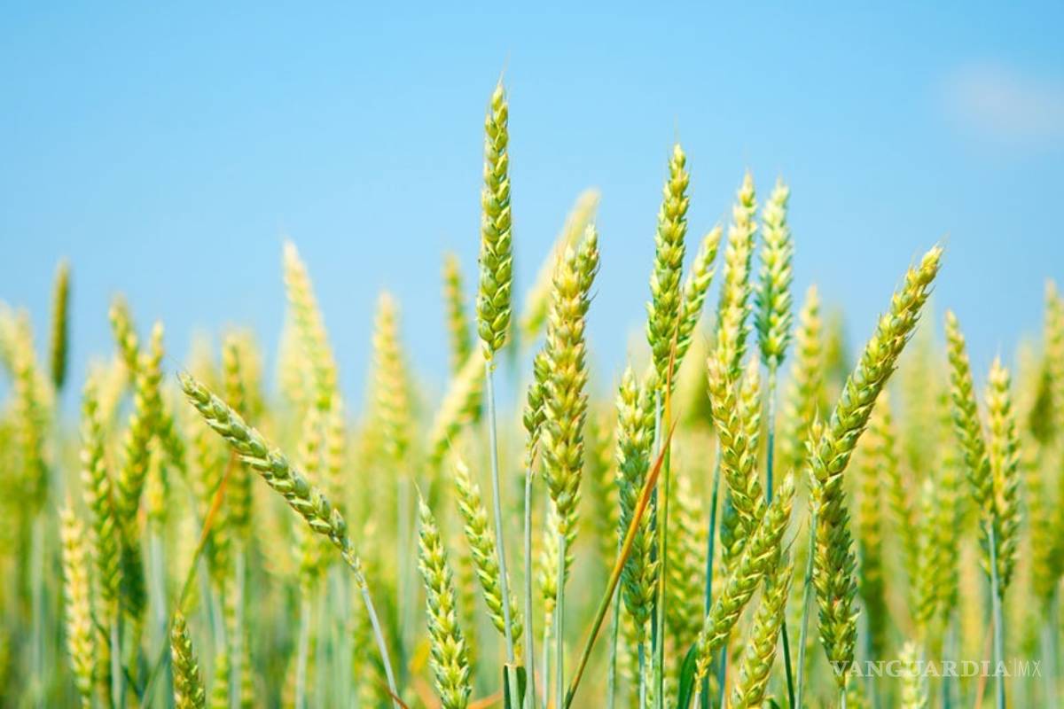 Transgénicos autorizados son tolerantes a componente de agente naranja, alertan